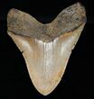 Monster Megalodon Tooth From North Carolina #8776-2